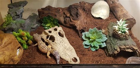 planted leopard gecko tank